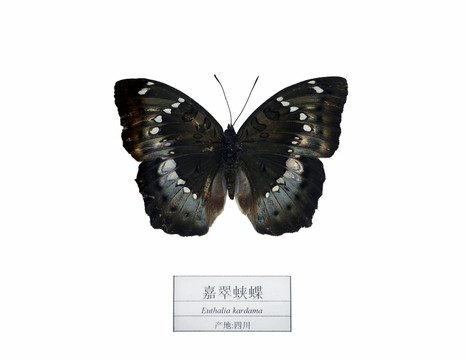 四川嘉翠蛺蝶