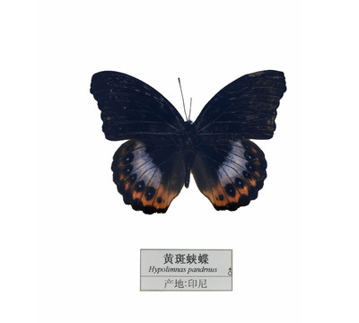 印尼黃斑蛺蝶