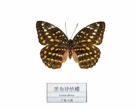 云南黑角律蛺蝶