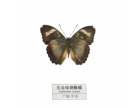 中非尖金綠斑蛺蝶