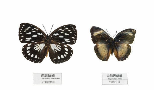 青斑蛺蝶 金綠斑蛺蝶