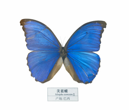 巴西美籃蝶
