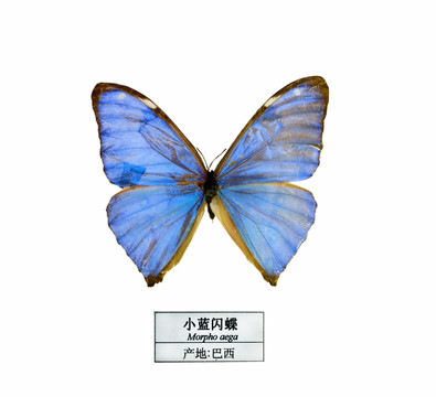 巴西小藍(lán)閃蝶