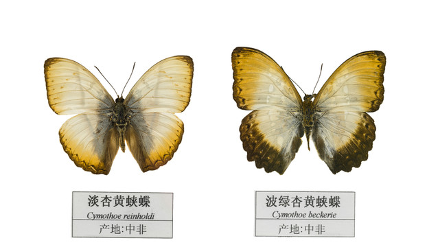中非波綠杏黃蛺蝶
