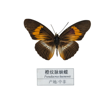 中非橙紋脈蛺蝶
