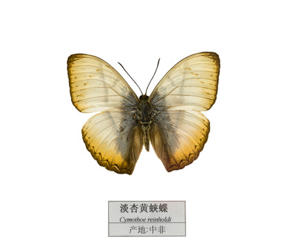 中非淡杏黃蛺蝶