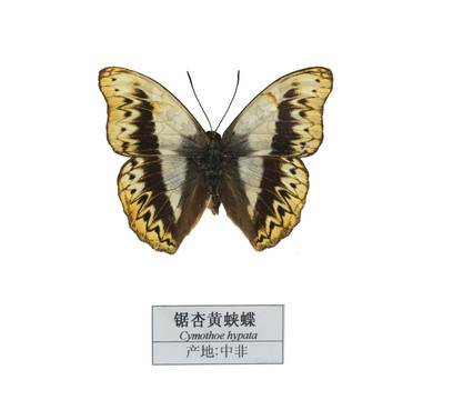 中非鋸杏黃蛺蝶