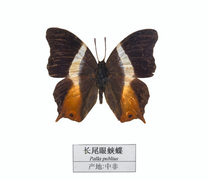 中非長尾眼蛺蝶