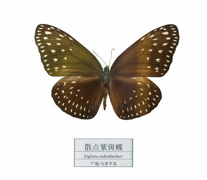 馬來半島散點紫斑蝶