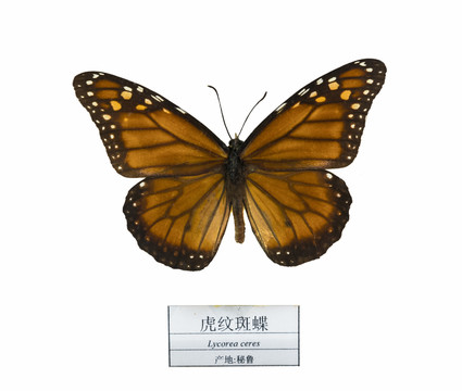 秘魯虎紋斑蝶