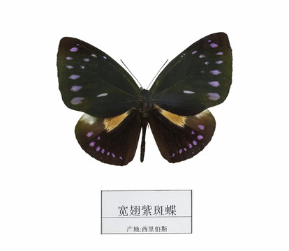 西里伯斯寬翅紫斑蝶