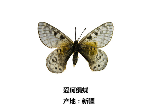 新疆愛珂絹蝶