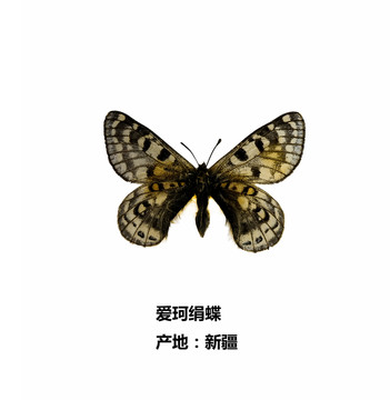 新疆愛珂絹蝶
