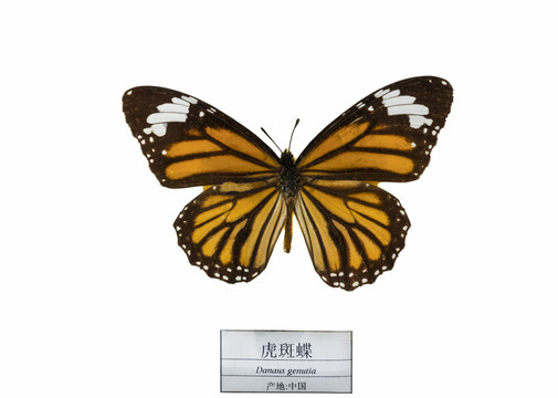 中國(guó)虎斑蝶