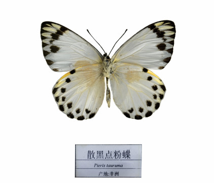 非洲散黑點(diǎn)粉蝶