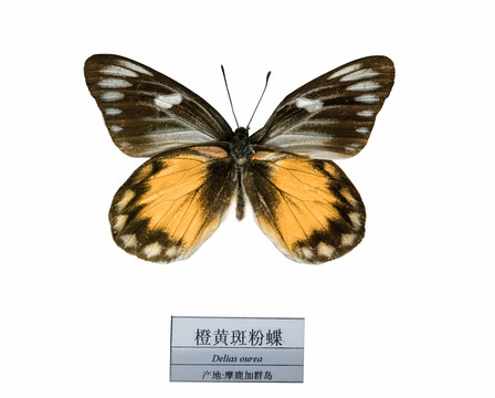 摩鹿加群島橙黃斑粉蝶