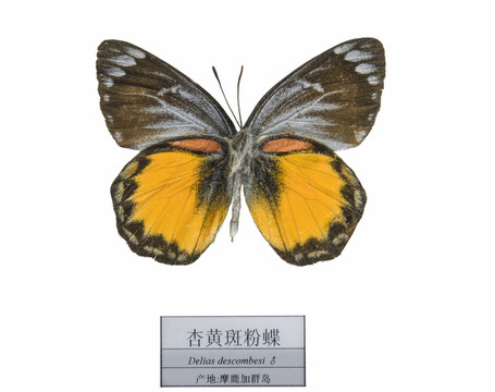 摩鹿加群島杏黃斑粉蝶