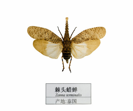 泰國(guó)棘頭蠟蟬
