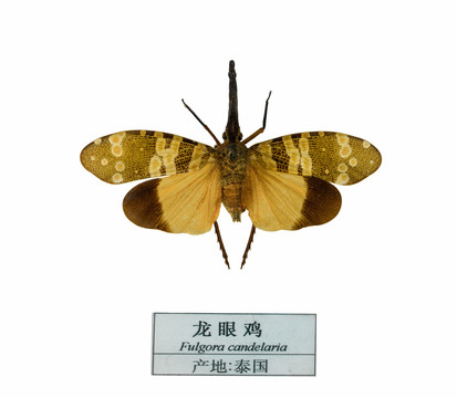 泰國龍眼雞