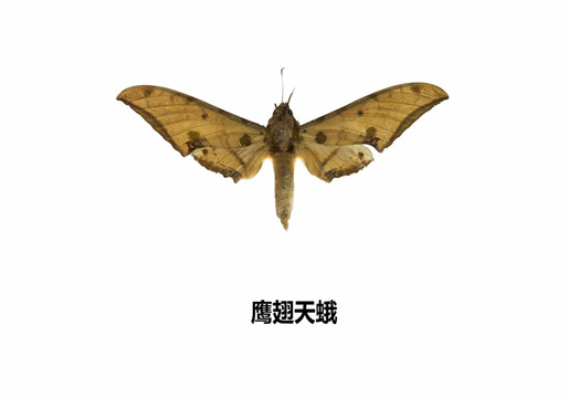 鷹翅天蛾