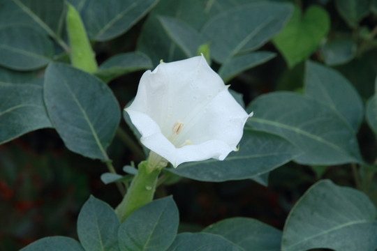 綠植
