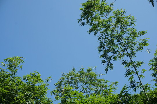 竹