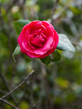 山茶花