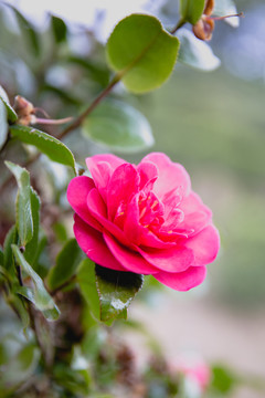 山茶花