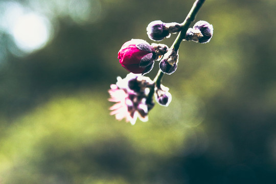 桃花