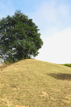 山坡和樹