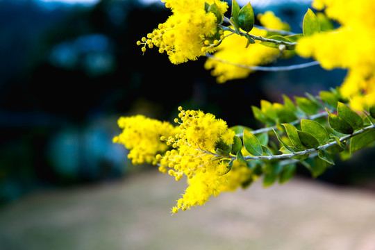 金合歡花