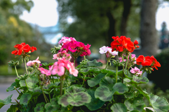 鮮花