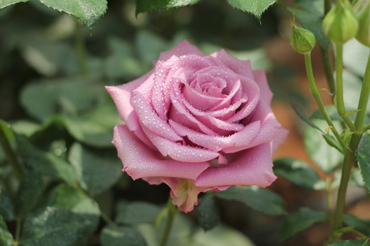 紫色玫瑰花