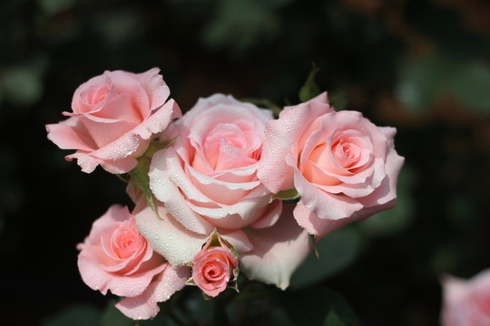 粉色玫瑰花