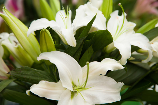 鮮花