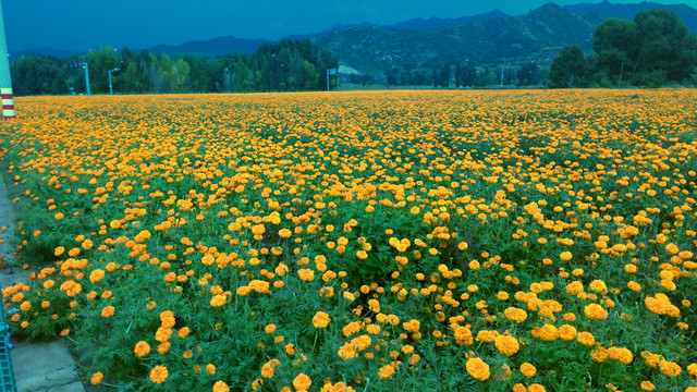 菊花園