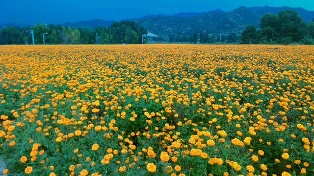 菊花園