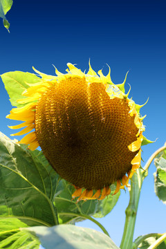 葵花 鮮花