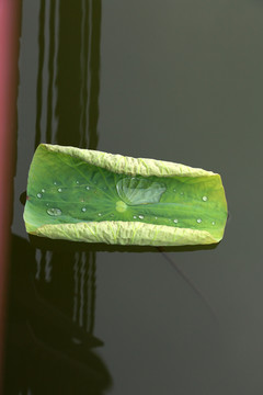 荷葉 荷塘