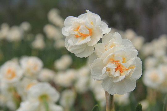 水仙花