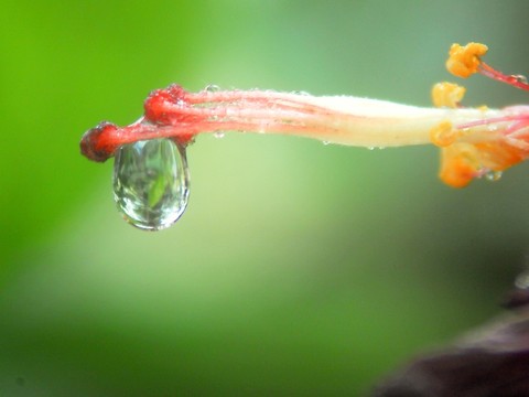 露珠