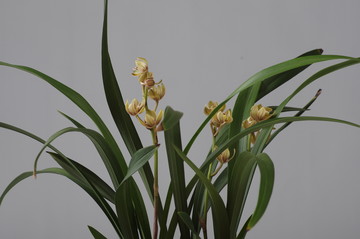蘭花 四季蘭