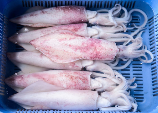 鮮魷魚