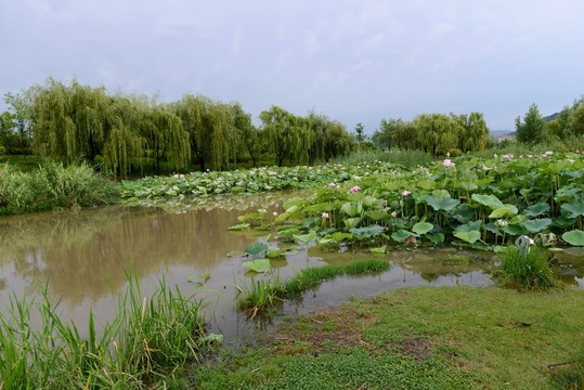 荷塘