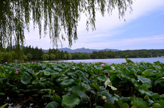 西湖