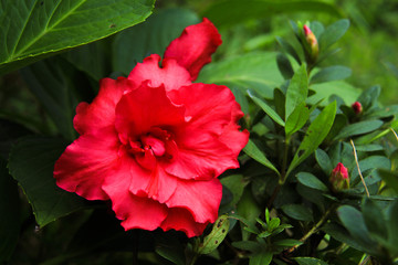 四季杜鵑花