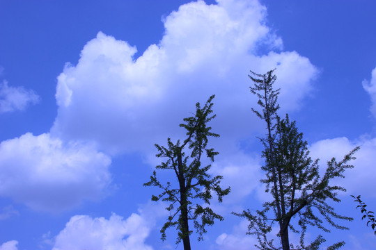 小樹 藍天