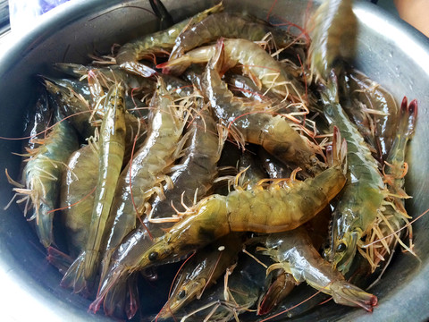 河蝦