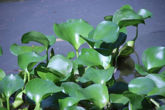 水葫蘆