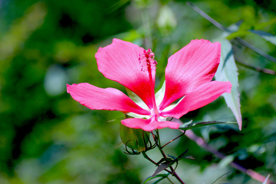紅花